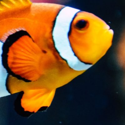 50 Random facts for kids - fish can cough - Kids Activities Blog