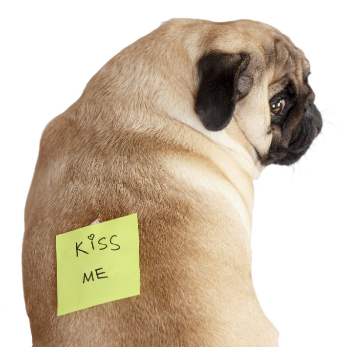 April Fools Pranks for Kids - silly note on back of pug dog