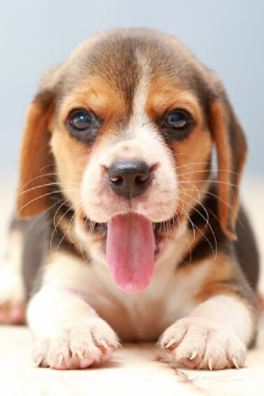 Awesome video of a beagle puppy being given as a gift - Kids Activities Blog