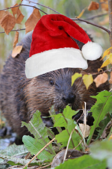 beaver with Santa hat - Kids Activities Blog