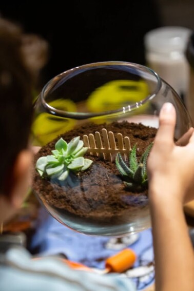 Everything You Need to Know About Terrariums or Mini-Ecosystems - Child holding a glass terrarium full of soil and succulents - Kids Activities Blog