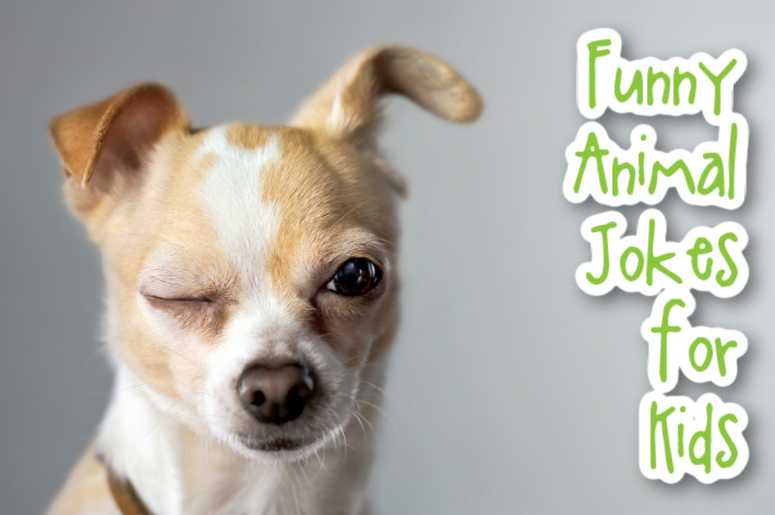 (text) Funny animal jokes for kids - funny looking dog winking at the camera - Kids Activities Blog