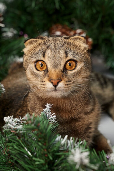 Funny Video cat in Christmas tree - Kids Activities Blog