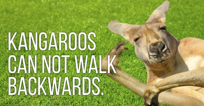 kangaroos can not walk backwards and 50 other silly facts you didn't know
