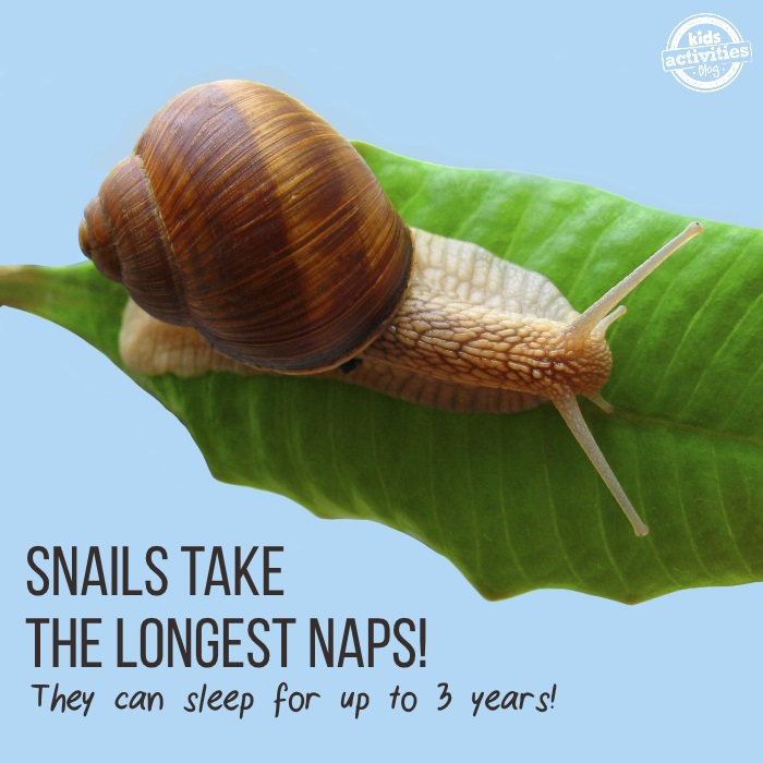 50 facts you didn't know - snails nap the longest! Fun fact that snails can sleep for 3 years with a snail on a leaf pictured.  Kids Activities Blog