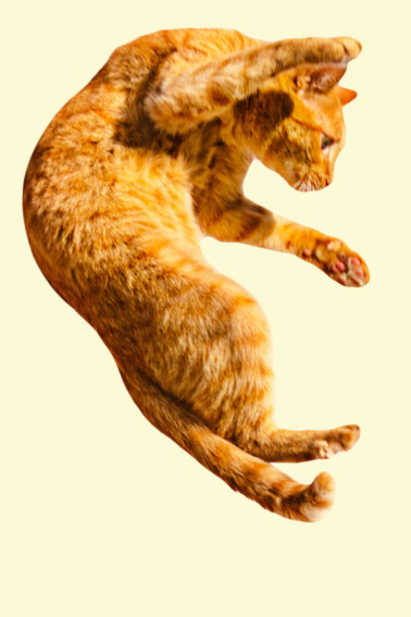 why do cats go crazy video - cat jumping from high on yellow background